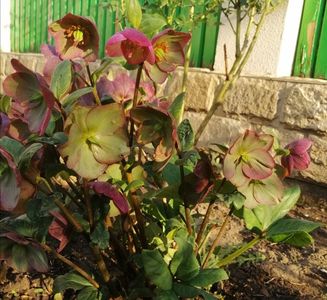 Helleborus Ice N Roses Rose