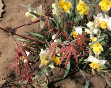 Acer palmatum corallinum