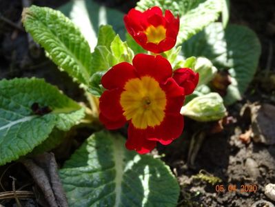 primula acaulis