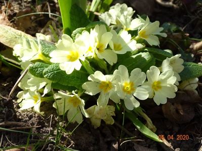 primula vulgaris