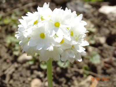 primula denticulata Prom White