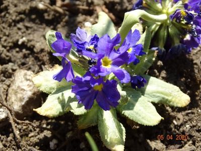 primula denticulata Prom Lilac