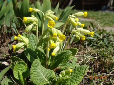 primula veris