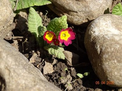 seedling primula veris