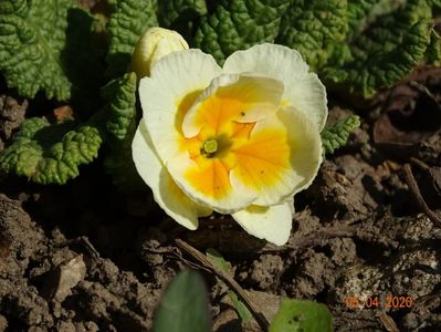 primula acaulis