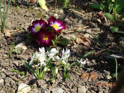 primula acaulis