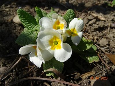 primula acaulis