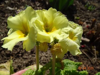 primula elatior Sibel Lime