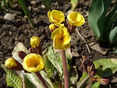 primula elatior Gold Nugget