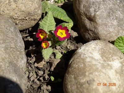 seedling primula veris