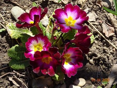 primula acaulis