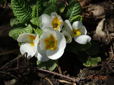 primula acaulis