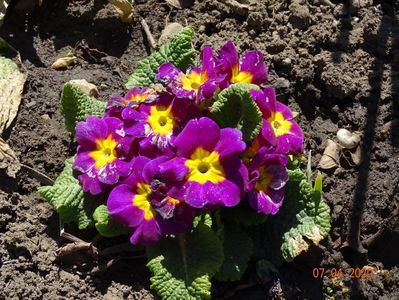 primula acaulis