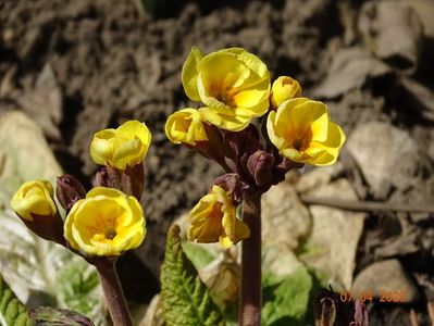 primula elatior Gold Nugget