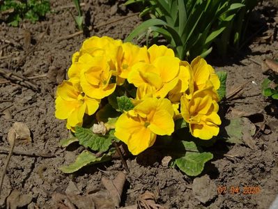 primula acaulis