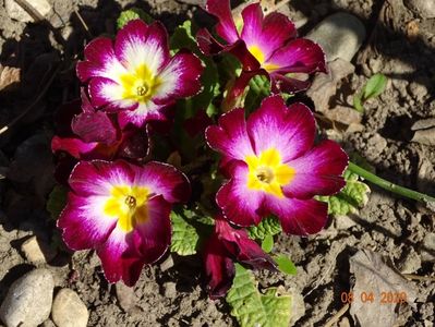 primula acaulis