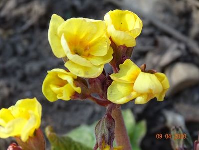 primula elatior Gold Nugget