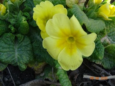 primula acaulis