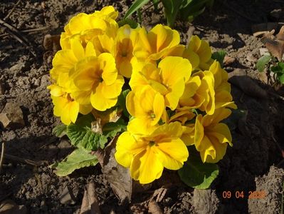 primula acaulis