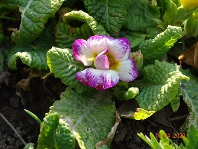 primula acaulis