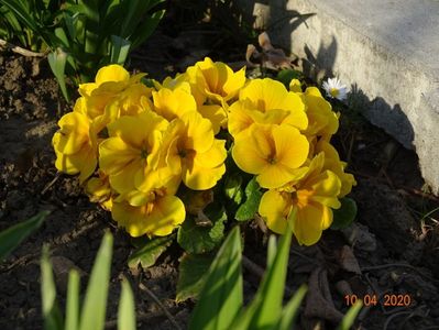 primula acaulis