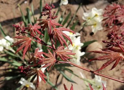 Acer palmatum corallinum