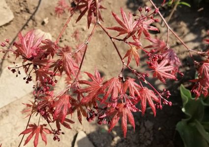 Acer palmatum corallinum