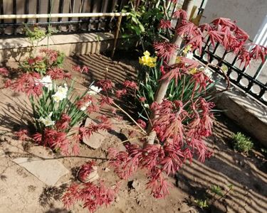 Acer palmatum corallinum