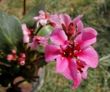 Bergenia-Dragonfly-Sakura