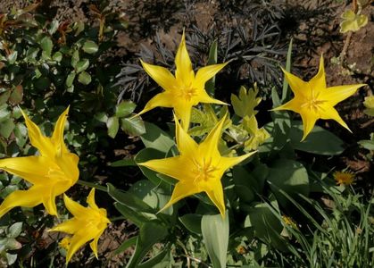 Lalele lily flowered West Point