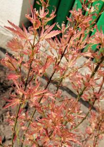 Acer palmatum Wilsons Pink Dwarf