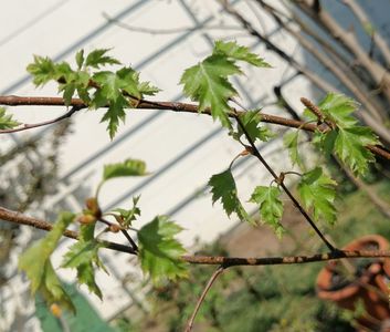 Betula pendula Crispa