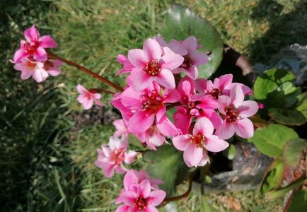 Bergenia-Dragonfly-Sakura