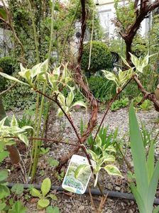 Cornus Controversa Variegata