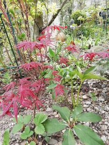 Acer Atropurpureum