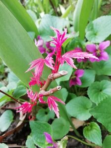 Acer Wilsons Pink Dwarf