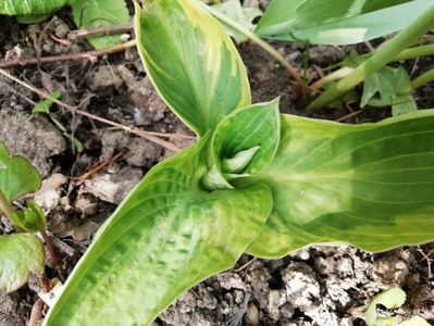 Hosta Mama Mia