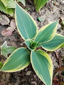 Hosta Bobcat