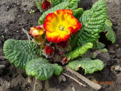 primula acaulis