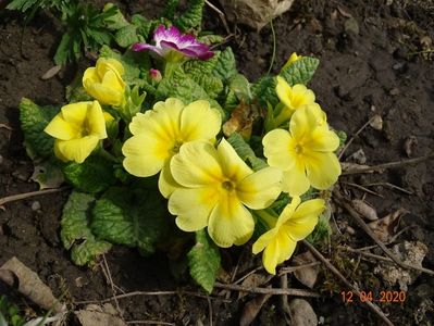 primula acaulis