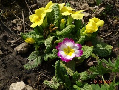 primula acaulis