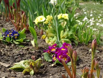 primula elatior Sibel Lime + primula acaulis