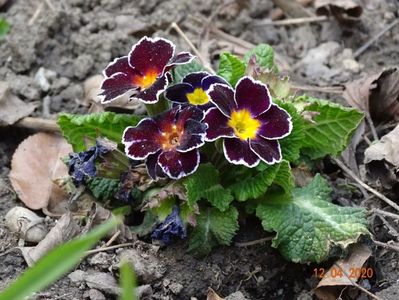 primula acaulis