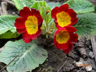 primula acaulis