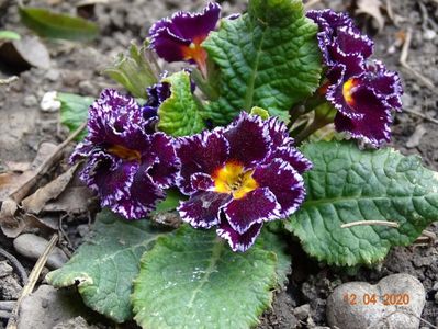 primula acaulis