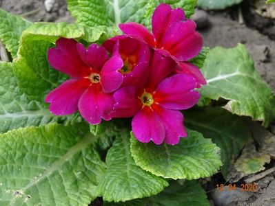 primula acaulis