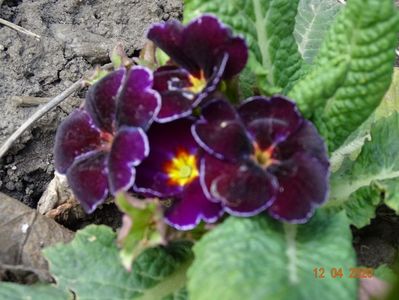 primula acaulis