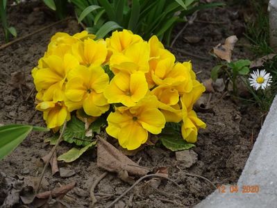 primula acaulis