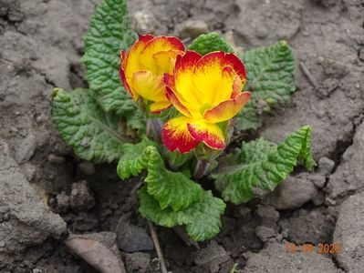 primula acaulis