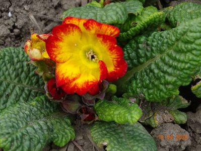 primula acaulis